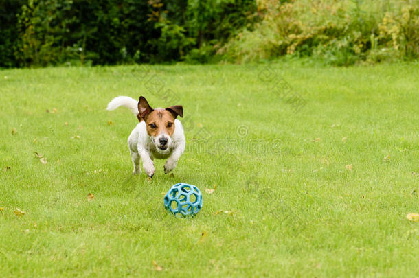 在夏季草坪上打球的活泼的狗跳