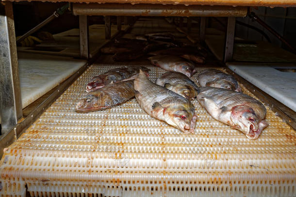 鱼类加工，鱼类工厂