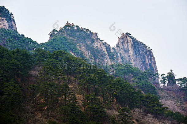 黄山松