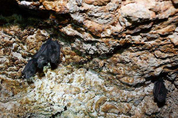 在吉龙的洞穴上的蝙蝠