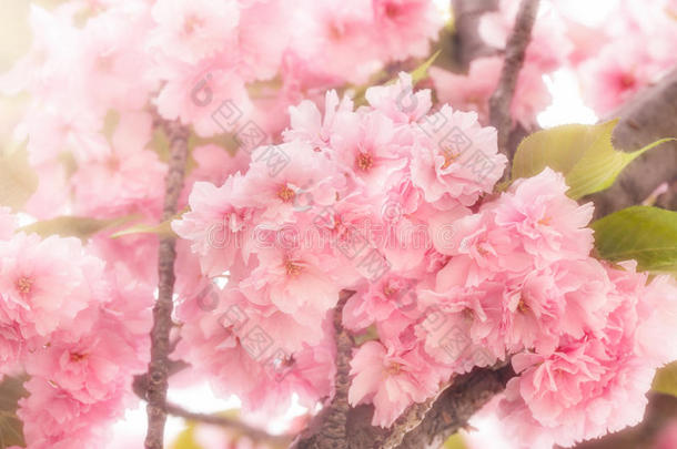 美丽的日本樱桃开花-开花樱桃树