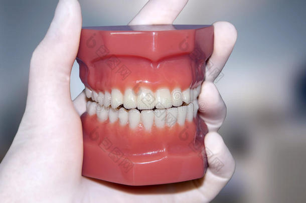 牙医的手显示<strong>牙齿模型</strong>