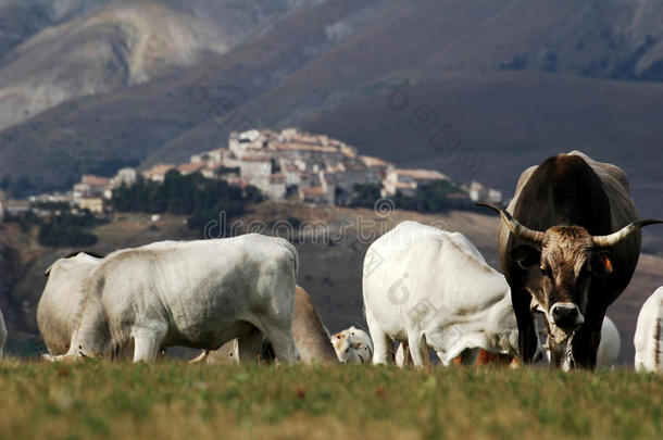 <strong>奶牛养殖</strong>，在卡斯特卢奇奥迪诺西亚，意大利