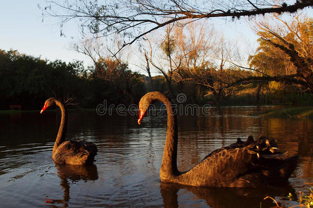 在傍晚的阳光下，黑天鹅夫妇在湖边