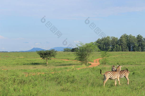 非洲狩猎，拥抱斑马，mlilwane野生动物保护区在斯威士兰，南非，自然旅行爱拥抱