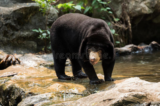 动物亚洲亚洲的熊比朗