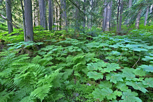加拿<strong>大寒</strong>冷的蕨类植物森林绿色
