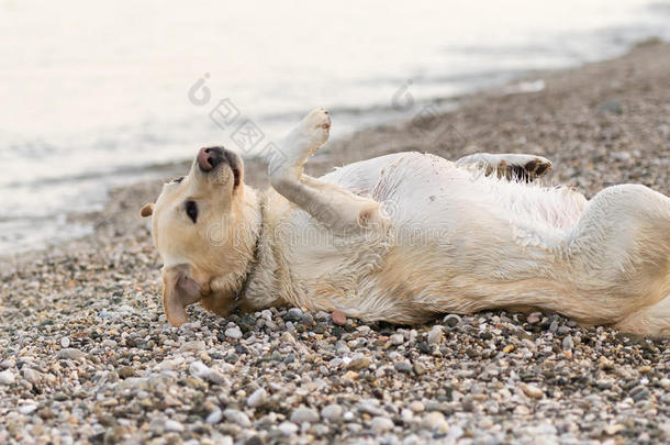 拉布拉多犬游泳后的滑稽姿势。