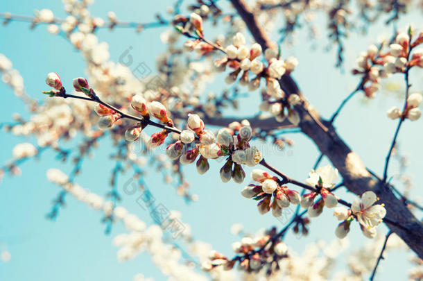 春天杏树枝上长满了花。 色调的图像。 老式折页颜色
