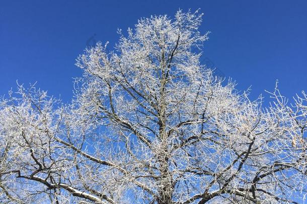 一棵冬天的树，有雾凇和蓝天