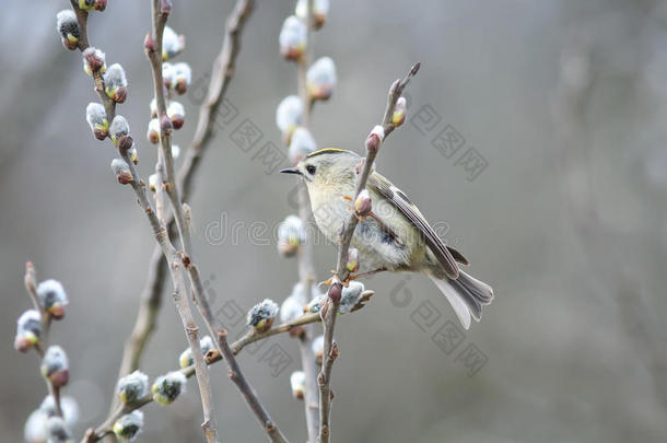 春天，鸟儿坐在公园里毛茸茸的柳树枝之间