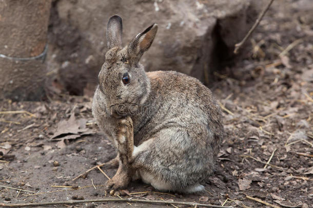 欧洲兔子(Oryctolaguscuniculus)。