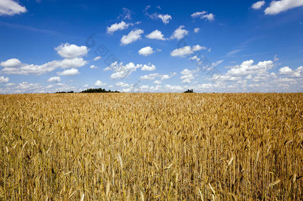 农田，小麦。