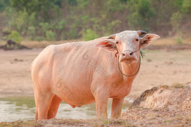 白化病动物亚洲野兽水牛