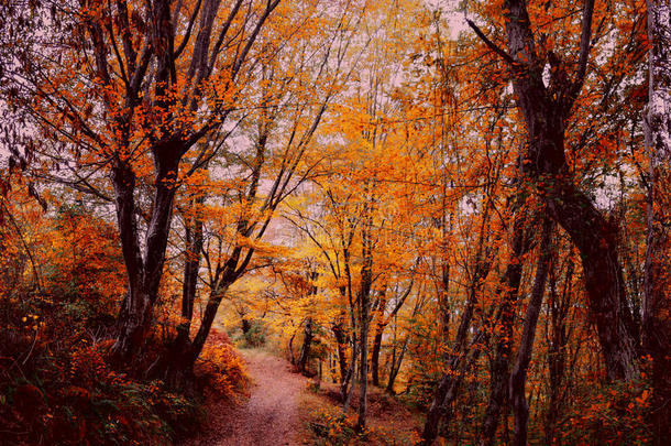 秋天的森林。 秋天森林里的森林小径