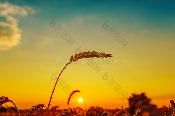 夕阳西下收获田野