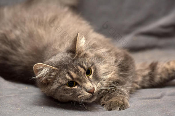 漂亮的灰色毛茸茸的猫