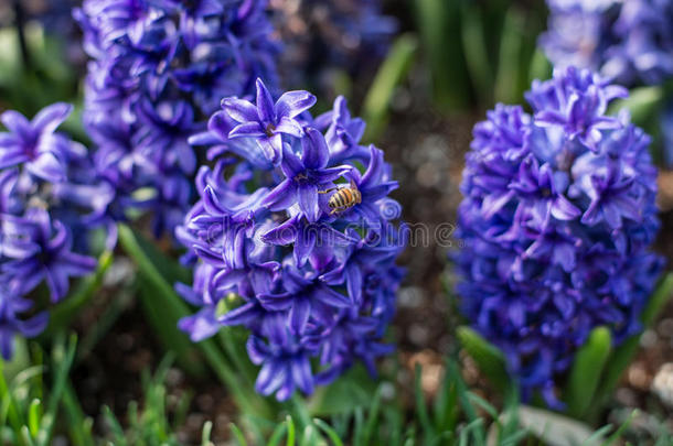 几朵蓝色风信子的花种在乌萨贝尔身上