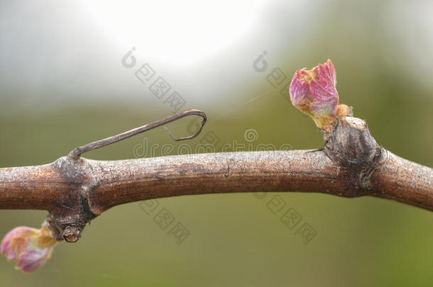 农业开始芽萌芽关闭