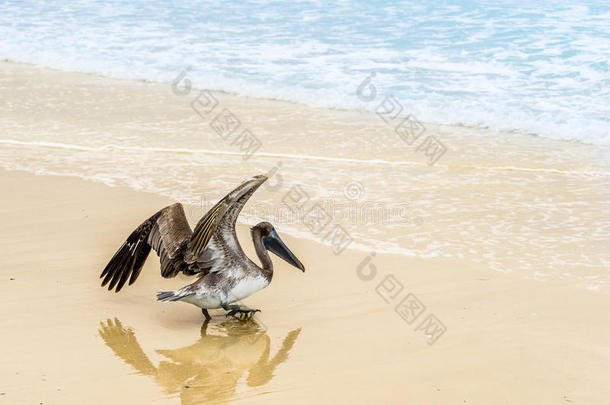 动物大西洋海滩美丽的鸟