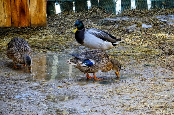 家鸭在围场上散步。 两只鸭子和一只德雷克喙在春池里洗。