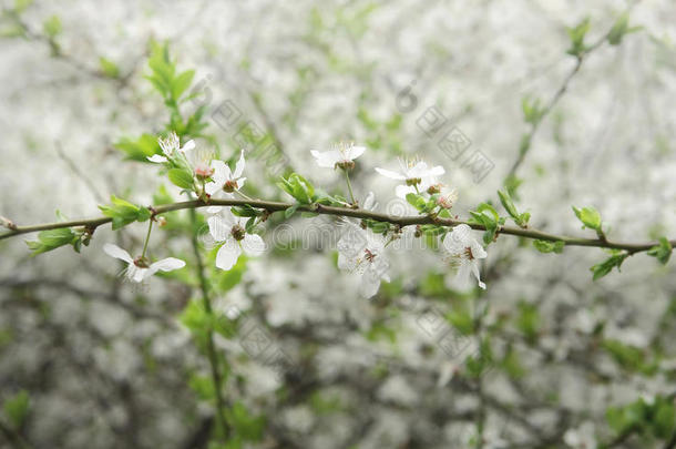 春天的枝花梅树