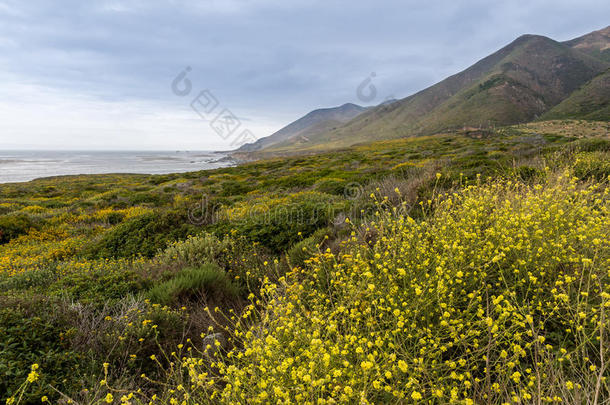 沿着美国西部海岸线的花