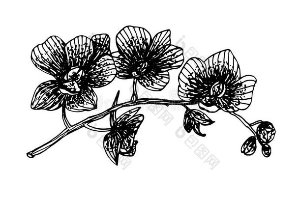 盛开的兰花蝴蝶兰花环分支图形墨水素描插图