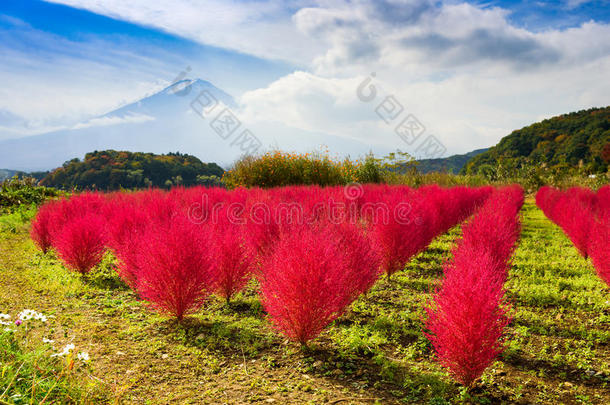 秋天雾冰草属灌木颜色丰富多彩的