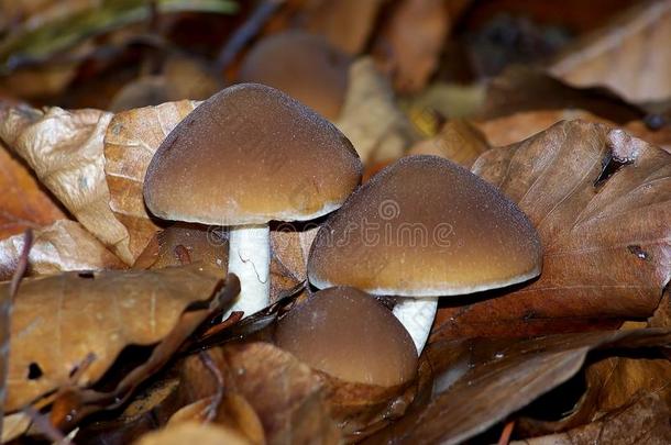 棕色的叶子和棕色的蘑菇