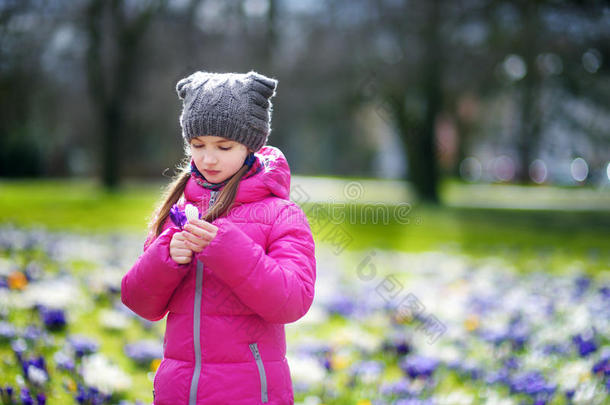 可爱的年轻女孩在美丽盛开的番红花草地上采摘番红花
