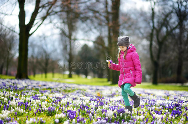 可爱的年轻女孩在美丽盛开的番红花草地上采摘番红花