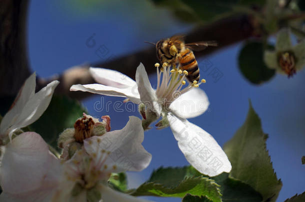 蜜蜂和苹果花