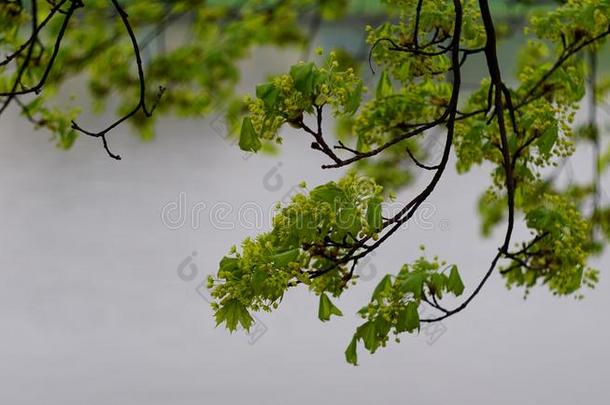 背景<strong>林荫道</strong>绿色灰色树叶