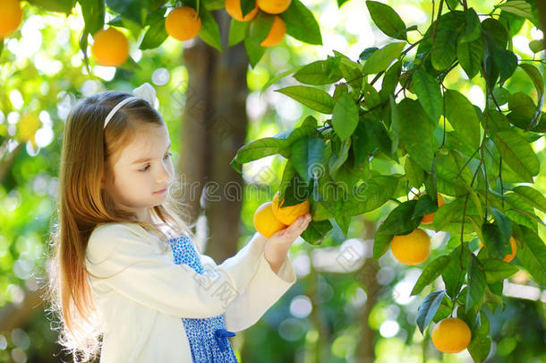 可爱的小女孩在阳光明媚的<strong>橘子</strong>花园里采摘新鲜成熟的<strong>橘子</strong>