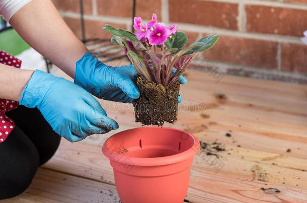 带<strong>花盆</strong>的女孩重新种植非洲紫罗兰的花