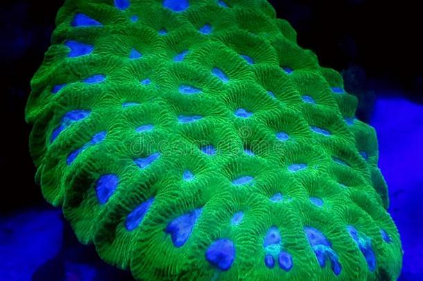 绿色的最爱珊瑚