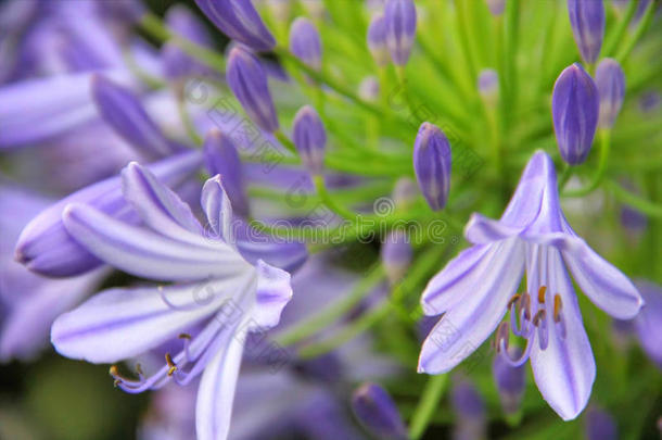 近侧视图浅紫色的阿加帕努斯非洲花