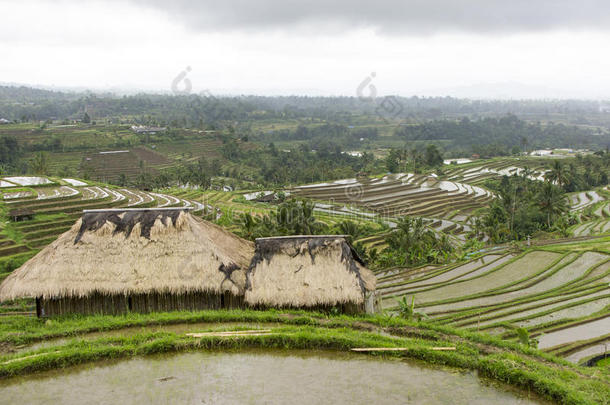 农业建筑学亚洲亚洲的巴厘岛