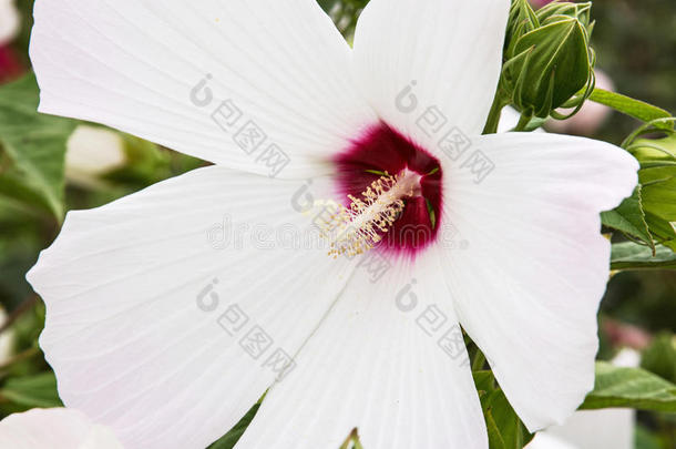 美丽的白色芙蓉花，<strong>细致</strong>的自然场景