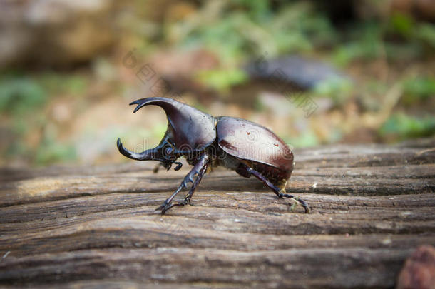 动物盔甲甲虫生物学奇怪的