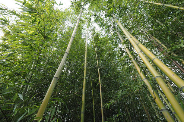 <strong>竹子</strong>树的视角
