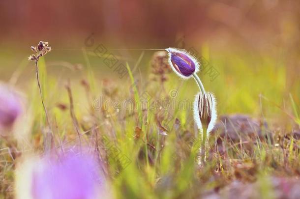 美丽的紫色小毛茸茸的花。 在日落时分，春天的草地上盛开着大脉冲菌。