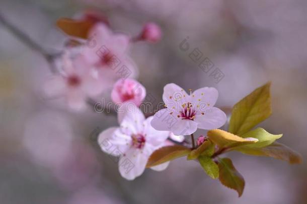 美丽的开花日本樱花。 季节背景。 室外自然模糊背景与开花树在春季苏