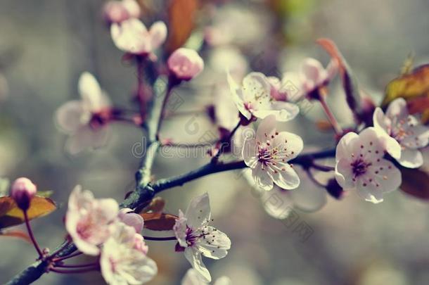 美丽的开花日本樱花。 季节<strong>背景</strong>。 <strong>室</strong>外自然<strong>模糊背景</strong>与开花树在春天。