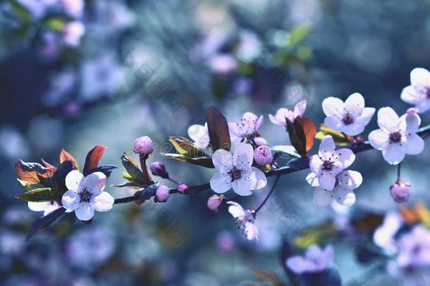 美丽的开花日本樱花。 季节<strong>背景</strong>。 <strong>室</strong>外自然<strong>模糊背景</strong>与开花树在春天。