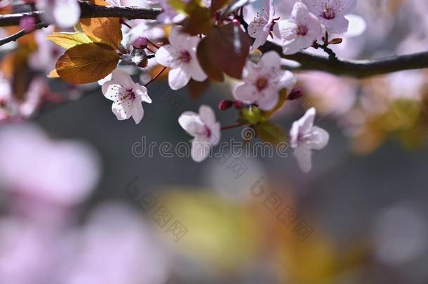 美丽的开花日本樱花。 季节<strong>背景</strong>。 <strong>室</strong>外自然<strong>模糊背景</strong>与开花树在春天。