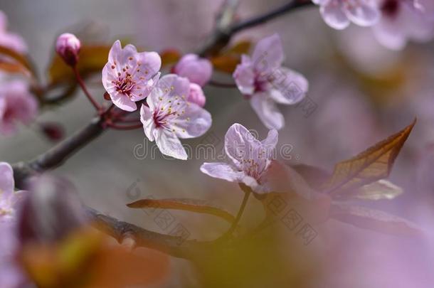 美丽的开花日本樱花。 季节背景。 室外自然模糊背景与开花树在春天。