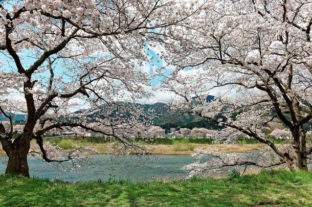 春天田园诗般的日本乡村美景