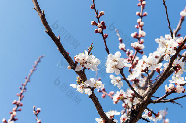 春天樱花盛开，杏花芬芳。